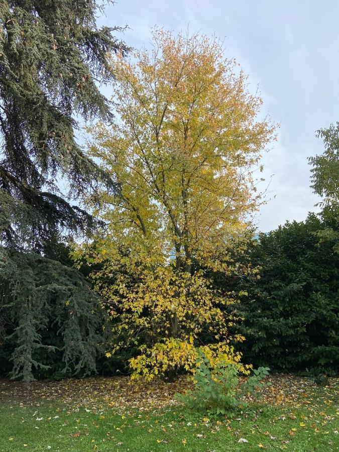 Acero Giallo Парма Екстер'єр фото