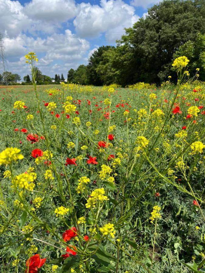 Acero Giallo Парма Екстер'єр фото
